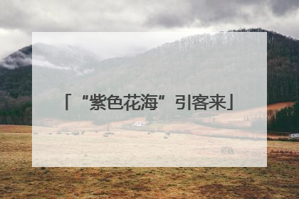 “紫色花海”引客来