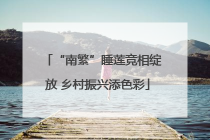 “南繁”睡莲竞相绽放 乡村振兴添色彩