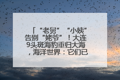 “老舅”“小姨”告别“姥爷”！大连9头斑海豹重归大海，海洋世界：它们已具备野外生存能力