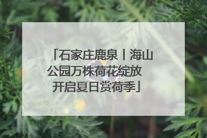 石家庄鹿泉丨海山公园万株荷花绽放 开启夏日赏荷季