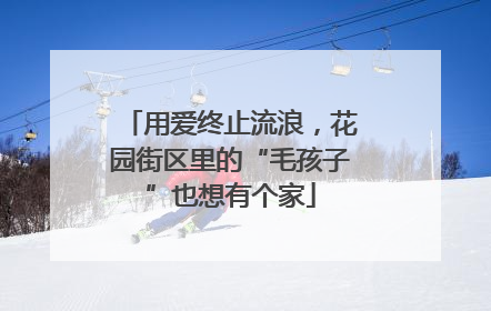 用爱终止流浪，花园街区里的“毛孩子”也想有个家