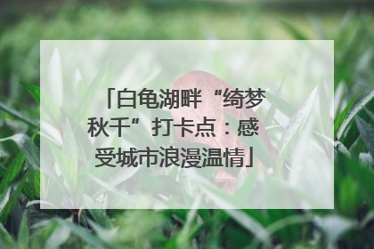 白龟湖畔“绮梦秋千”打卡点：感受城市浪漫温情