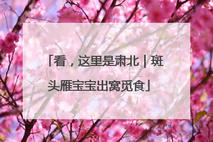 看，这里是肃北｜斑头雁宝宝出窝觅食