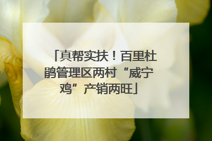 真帮实扶！百里杜鹃管理区两村“威宁鸡”产销两旺