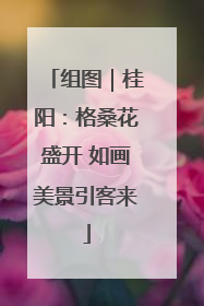 组图｜桂阳：格桑花盛开 如画美景引客来