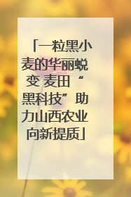 一粒黑小麦的华丽蜕变 麦田“黑科技”助力山西农业向新提质