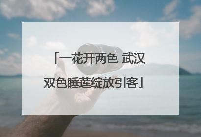 一花开两色 武汉双色睡莲绽放引客