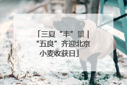 三夏“丰”景｜“五良”齐迎北京小麦收获日