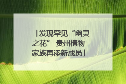 发现罕见“幽灵之花” 贵州植物家族再添新成员