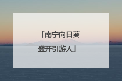 南宁向日葵盛开引游人