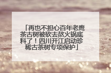 再也不担心百年老鹰茶古树被砍去熬火锅底料了！四川开江启动珍稀古茶树专项保护