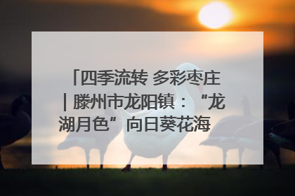 四季流转 多彩枣庄｜滕州市龙阳镇：“龙湖月色”向日葵花海 绘就乡村振兴新画卷
