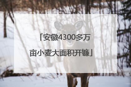 安徽4300多万亩小麦大面积开镰