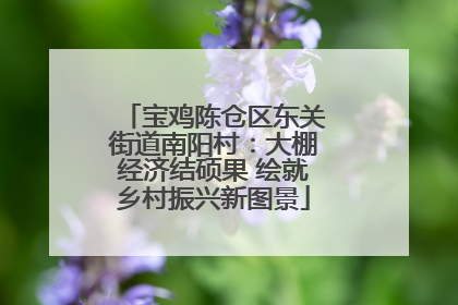 宝鸡陈仓区东关街道南阳村：大棚经济结硕果 绘就乡村振兴新图景