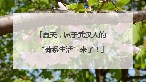 夏天，属于武汉人的“荷系生活”来了！