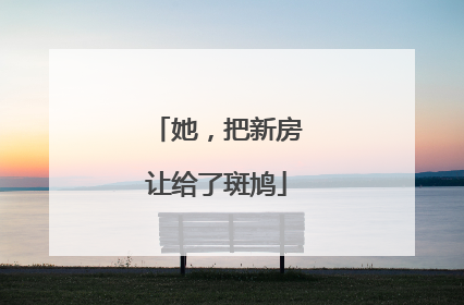她，把新房让给了斑鸠
