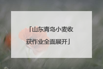 山东青岛小麦收获作业全面展开