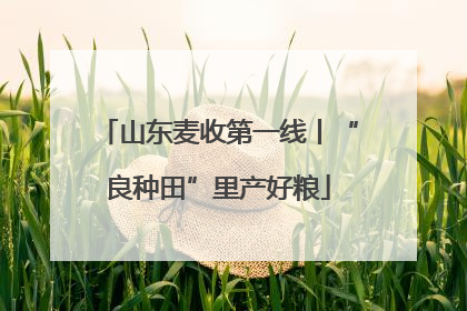山东麦收第一线丨“良种田”里产好粮