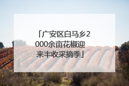 广安区白马乡2000余亩花椒迎来丰收采摘季