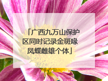 广西九万山保护区同时记录金斑喙凤蝶雌雄个体