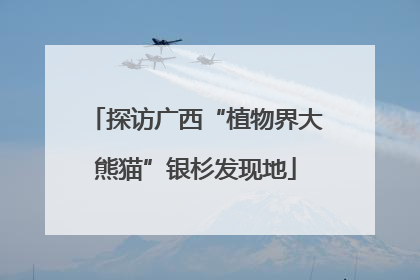 探访广西“植物界大熊猫”银杉发现地