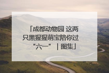 成都动物园 这两只黑猩猩萌宝陪你过“六一”｜图集