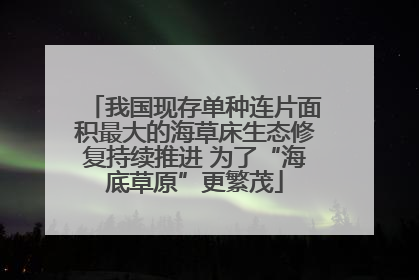 我国现存单种连片面积最大的海草床生态修复持续推进 为了“海底草原”更繁茂