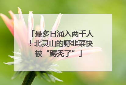 最多日涌入两千人！北灵山的野韭菜快被“薅秃了”