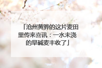 沧州黄骅的这片麦田里传来喜讯：一水未浇的旱碱麦丰收了