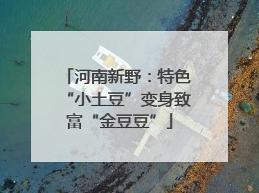河南新野：特色“小土豆”变身致富“金豆豆”