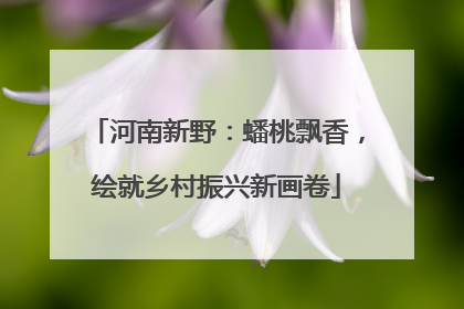 河南新野：蟠桃飘香，绘就乡村振兴新画卷