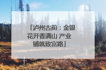 泸州古蔺：金银花开香满山 产业铺就致富路