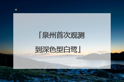 泉州首次观测到深色型白鹭