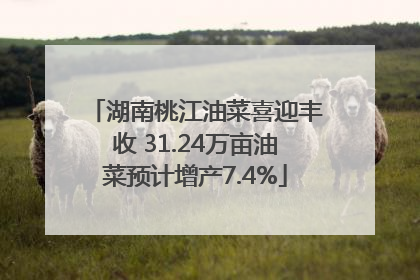 湖南桃江油菜喜迎丰收 31.24万亩油菜预计增产7.4%