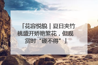 花容悦貌｜夏日夹竹桃盛开娇艳繁花，但观赏时“碰不得”