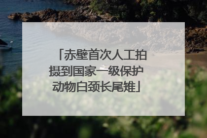 赤壁首次人工拍摄到国家一级保护动物白颈长尾雉