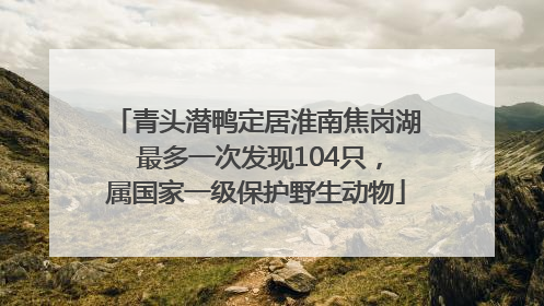 青头潜鸭定居淮南焦岗湖 最多一次发现104只，属国家一级保护野生动物