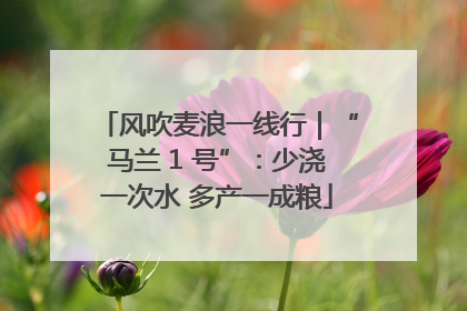 风吹麦浪一线行｜“马兰 1 号”：少浇一次水 多产一成粮