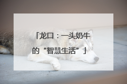 龙口：一头奶牛的“智慧生活”