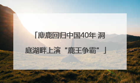 麋鹿回归中国40年 洞庭湖畔上演“鹿王争霸”