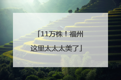 11万株！福州这里太太太美了