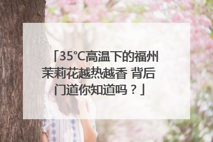 35℃高温下的福州茉莉花越热越香 背后门道你知道吗？